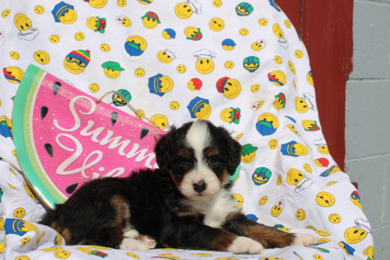 puppy, for, sale, Mini Bernedoodle F2, Matthew B. Stoltzfus, dog, breeder, Gap, PA, dog-breeder, puppy-for-sale, forsale, nearby, find, puppyfind, locator, puppylocator, aca